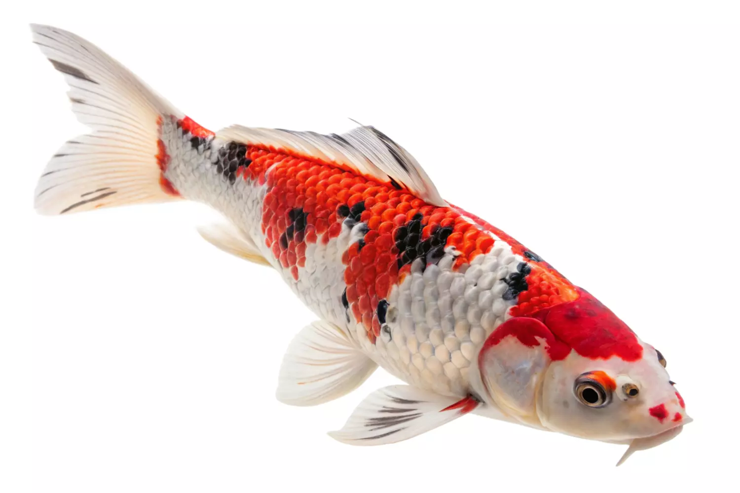 Koi ponty