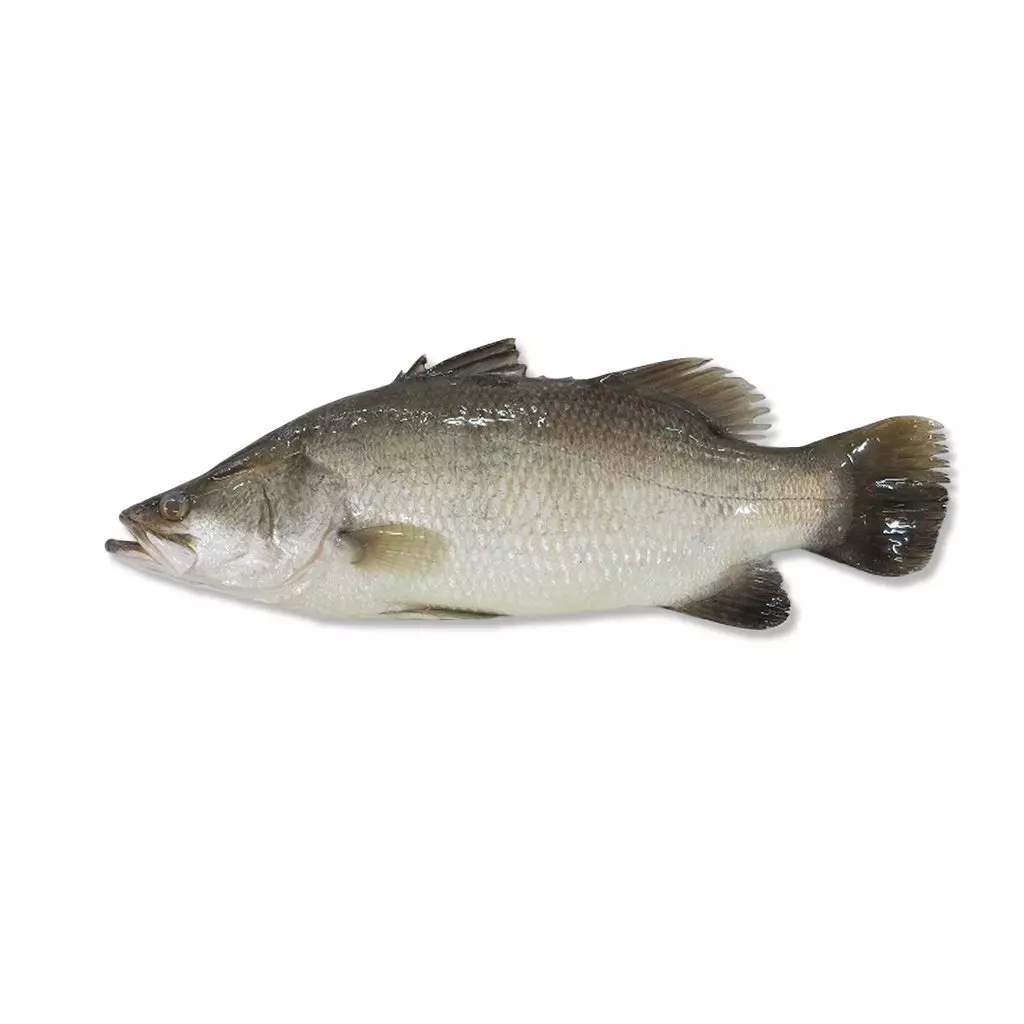 Barramundi
