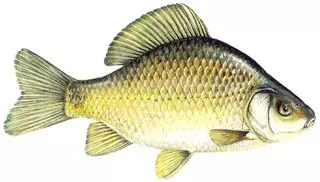 Aranykárász