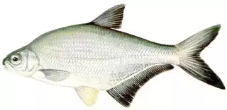 Bagolykeszeg