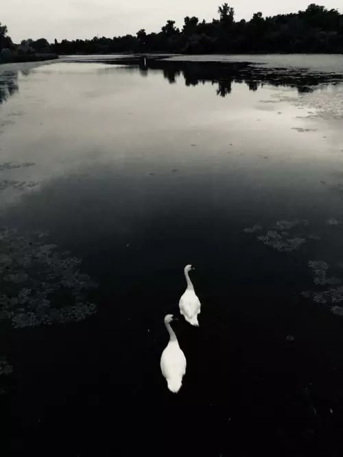 Tiszaalpári Holt-Tisza - Galéria kép