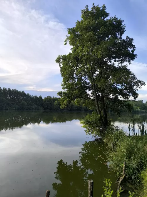 Horgászhely: Tüttös pusztai horgásztó