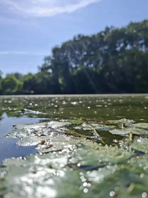 Miskafoki Tisza holtág - Galéria kép