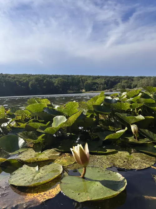 Hársas-tó - Galéria kép