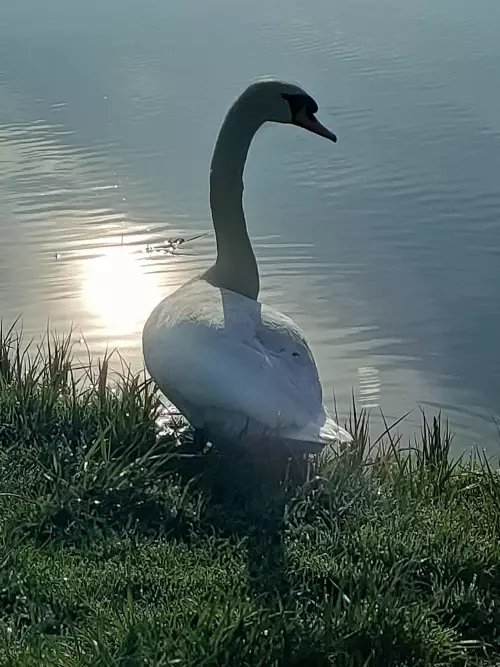 Szálkai-tó - Galéria kép