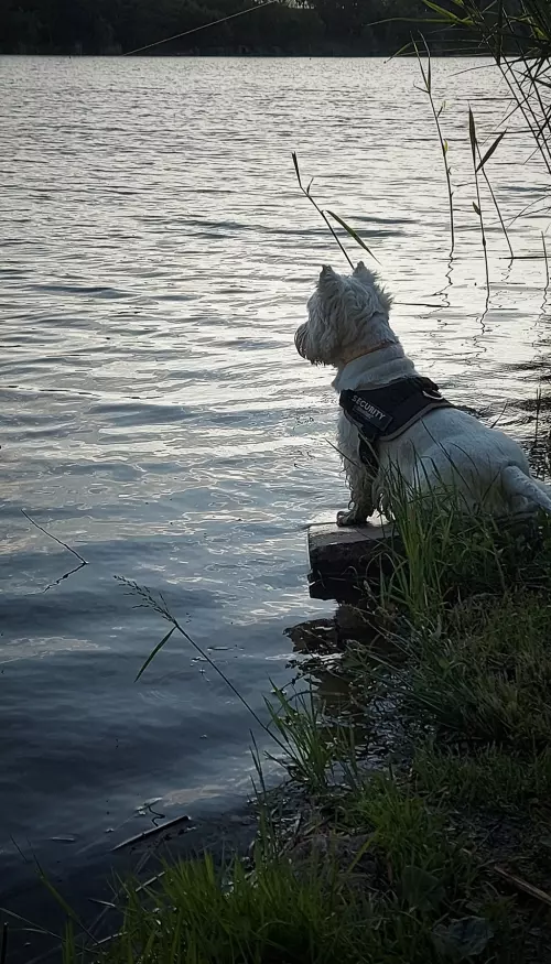 Lőrintei-víztározó - Galéria kép