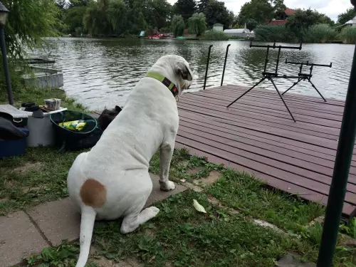 Siratói-Holt-Körös horgászhely képe – Békésszentandrás