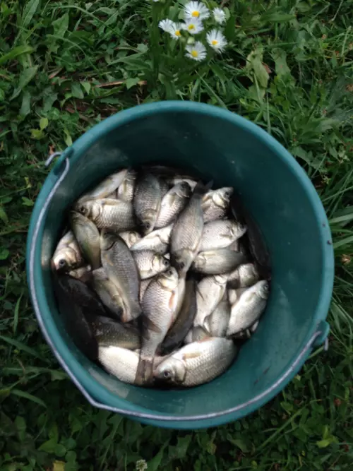 Ferenc-csatorna - Galéria kép