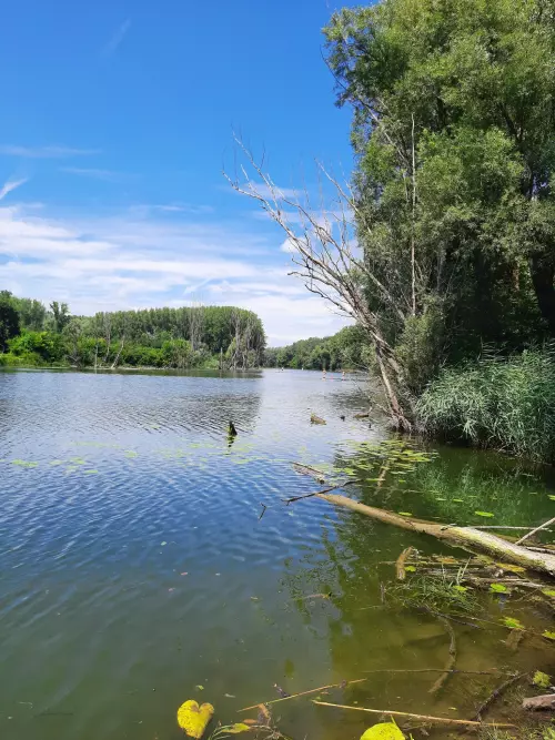 Mosoni-Duna - Galéria kép