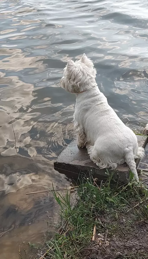 Lőrintei-víztározó - Galéria kép