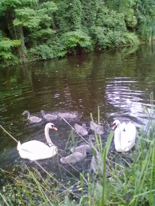 Duna–Tisza-csatorna - Galéria kép