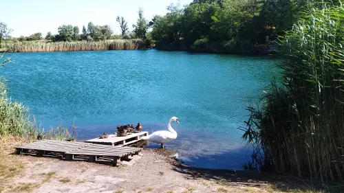 Horgászhely: Tagi bányató