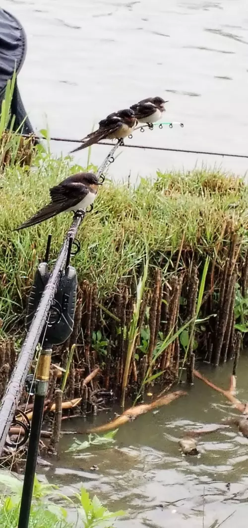 Park-tó - Galéria kép