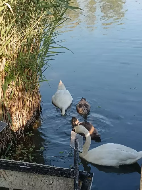 Tószegi Patkó Tó - Galéria kép