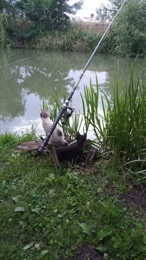 Horgászhely: Bárkás csatorna