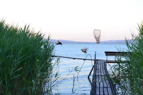 Horgászhely: Balatonakali partszakasz