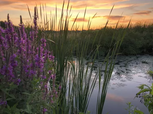 Tiszaalpári Holt-Tisza - Galéria kép