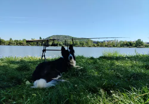 Törökbálinti-tó - Galéria kép