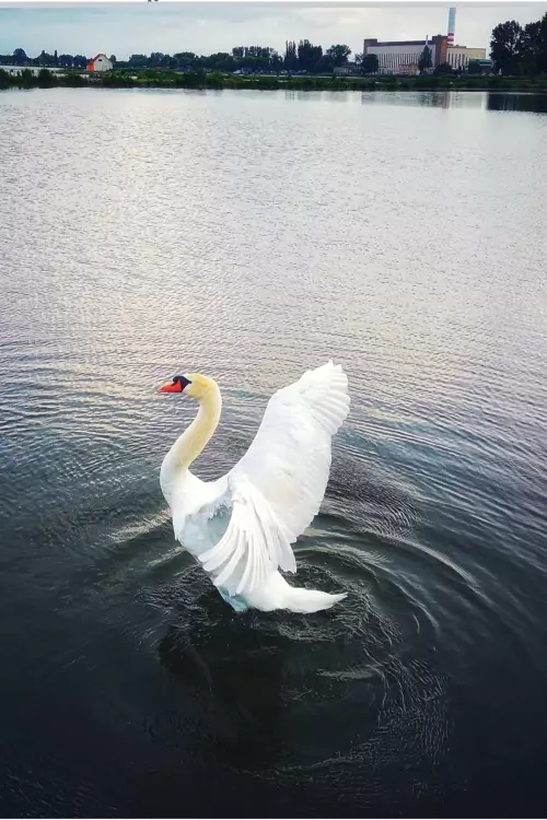 Horgászhely: Mátravidéki Erőmű-tó