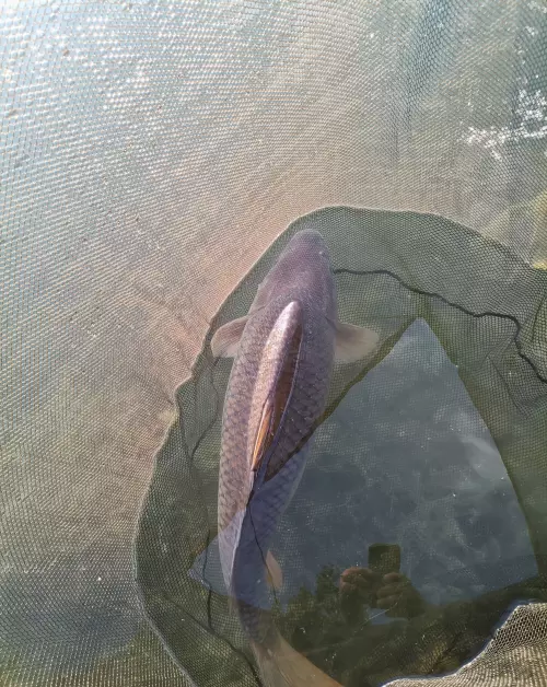 Carp Centrum - Galéria kép