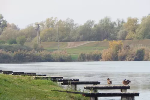 Fűzfás-zugi-holtág horgászhely képe – Gyomaendrőd