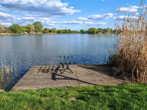 Őzetanya - Galéria kép