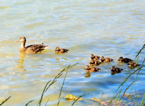 Horgászhely: Cser-tó