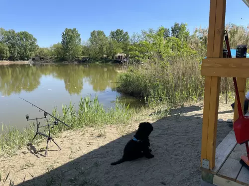 Fárasztó horgásztó - Galéria kép