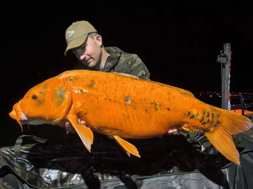 Carp & Carp Hejőkeresztúr - Galéria kép