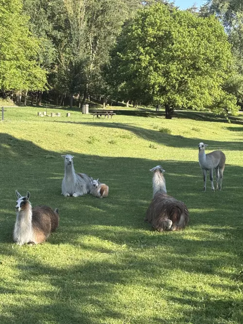 Diána és Zoltán horgásztó - Galéria kép