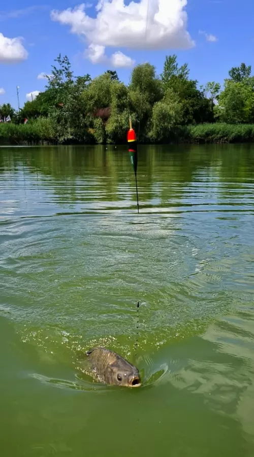 Jóléti-tó - Galéria kép