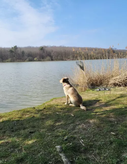 Zalaszentgyörgyi Tó - Galéria kép