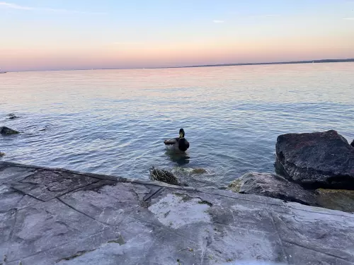 Balatonfüredi partszakasz - Galéria kép