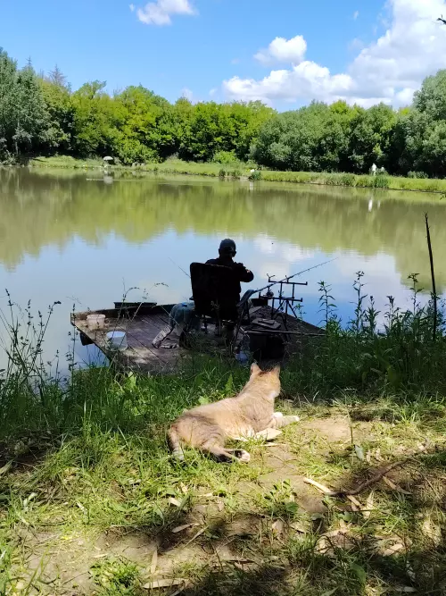 Horgászhely: Hőgyészi horgásztó