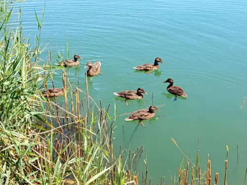 Tagi bányató - Galéria kép