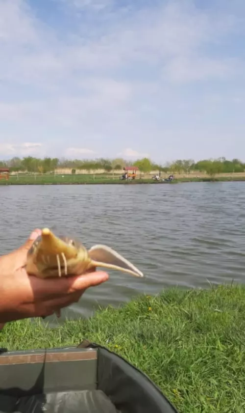 Horgászhely: Atkári Nagy-tó