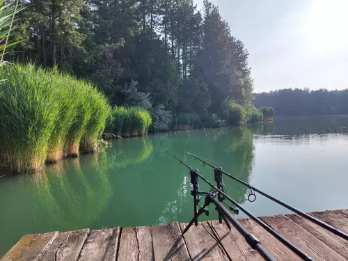 Fenyves-tó - Galéria kép