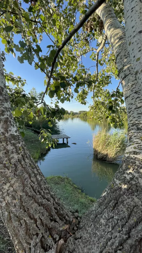 Fűzfás-zugi-holtág - Galéria kép