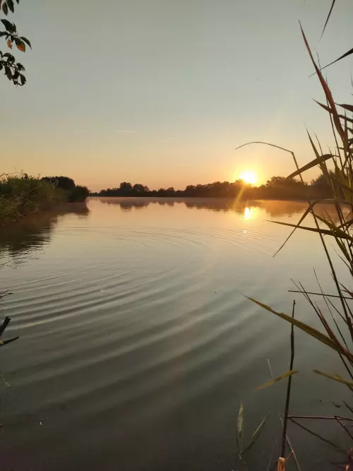 Horgászhely: Gyálai Holt-Tisza