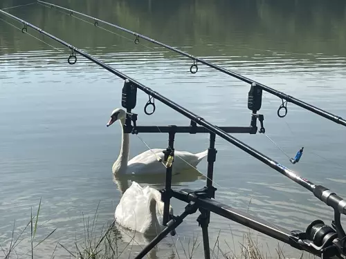 Boldogasszony-tó - Galéria kép