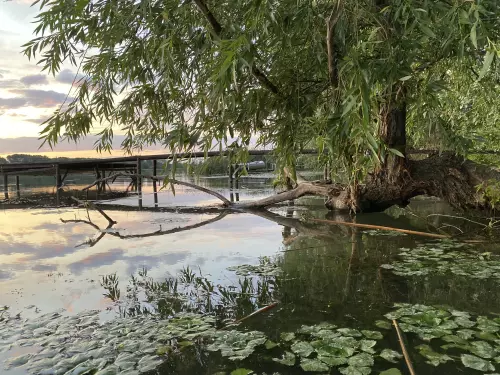 Ráckevei-Soroksári Duna horgászhely képe – Áporka