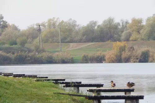 Fűzfás-zugi-holtág - Galéria kép