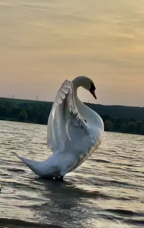 Horgászhely: Fehérvárcsurgói-víztározó