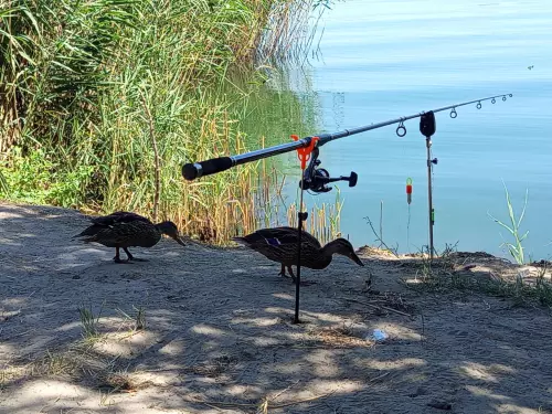Tagi bányató - Galéria kép