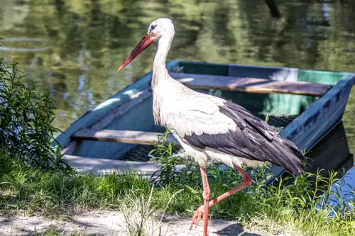 Kis-Duna - Galéria kép