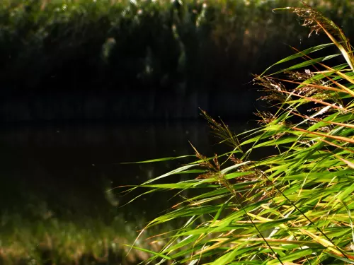 Szelidi-tó - Galéria kép