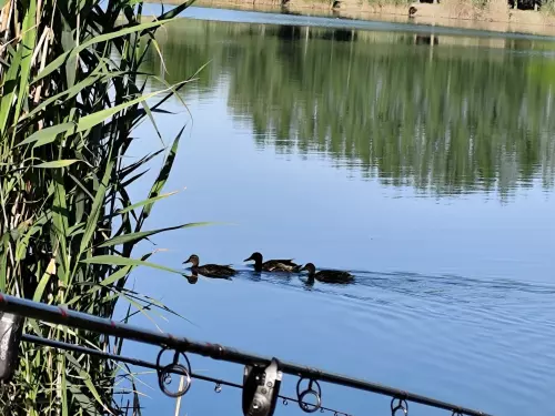 Fás-tó - Galéria kép