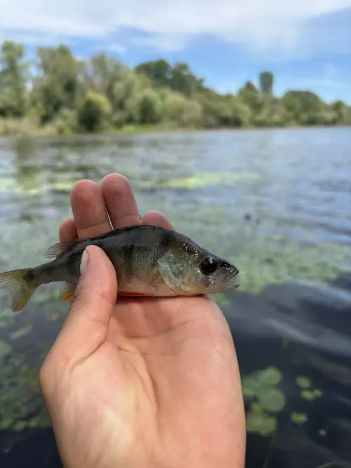 Tiszaalpári Holt-Tisza - Galéria kép