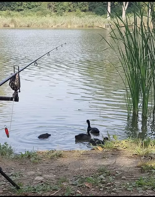 Boldogasszonyfa Horgásztanya - Galéria kép