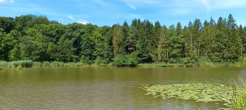 Hársas-tó - Galéria kép